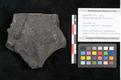 Foto (Objekt + Etikett) von Palissya podocarpoides Ettingshausen (NHMW-GEO-2024-0188-10309)